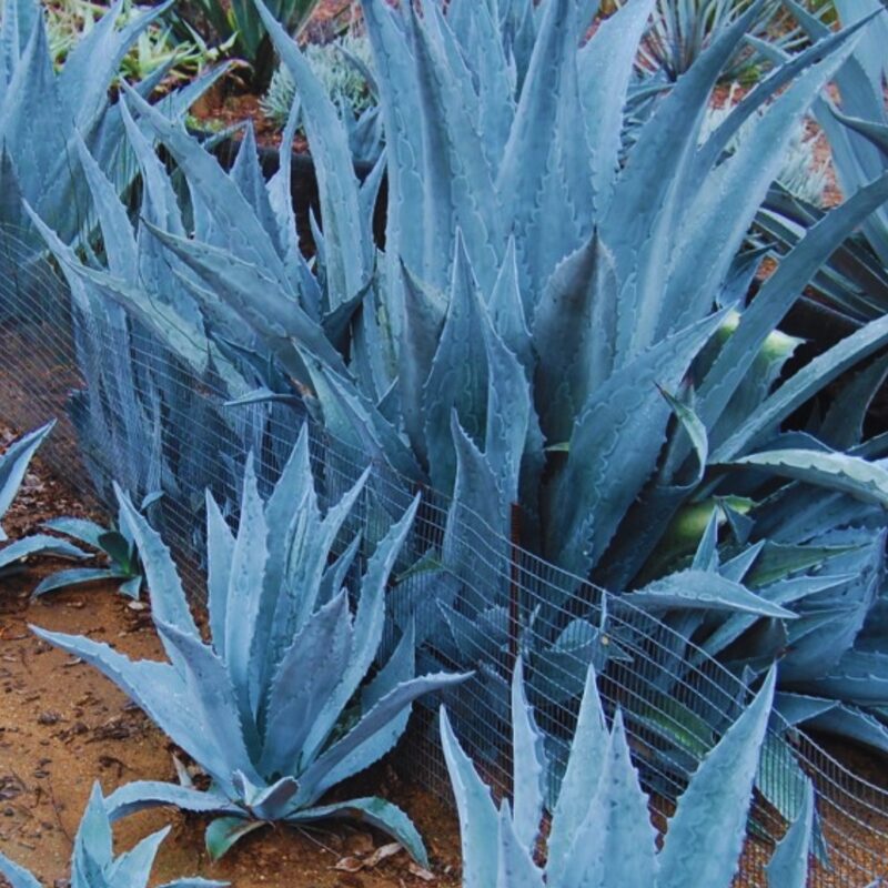 Blue Agave Tequilana Tequila Plant Live Maguey Tree Plant - 4" Well Rooted, No Pot