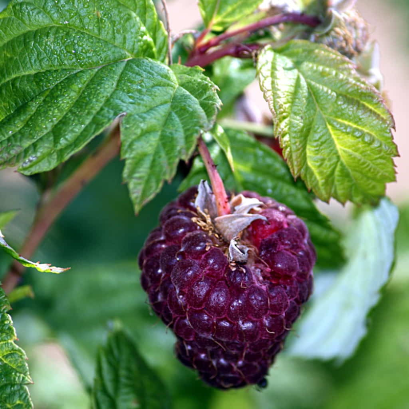 2 Glencoe Raspberry Plants 4-8 Inch Tall