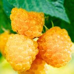 4 Fall Gold Raspberry Trees Plant 4-8 Inch Tall