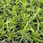 3 Tarragon Plants Live 4-8 Inch Height
