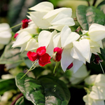 2 Clerodendrum White Bleeding Heart Plants Live 4-8 Inch Tall