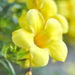 Yellow Allamanda Live Plant 4-6 Inc