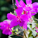 Purple Tibouchina Plant 3-5 Inc Tall