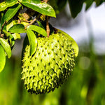 Soursop Tree Annona Muricata 5-9 Inc Tall