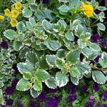 4 Plectranthus Variegated Swedish Ivy Live Houseplant 4-8 Inch Tall In 4 Inch Pot