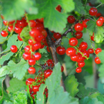 Consort Black Currant, Red Currant, Red Lake Currant, Black Currant Plant Live 5-9 Inc, Choose Variety