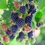 Triple Crown Blackberry Plants