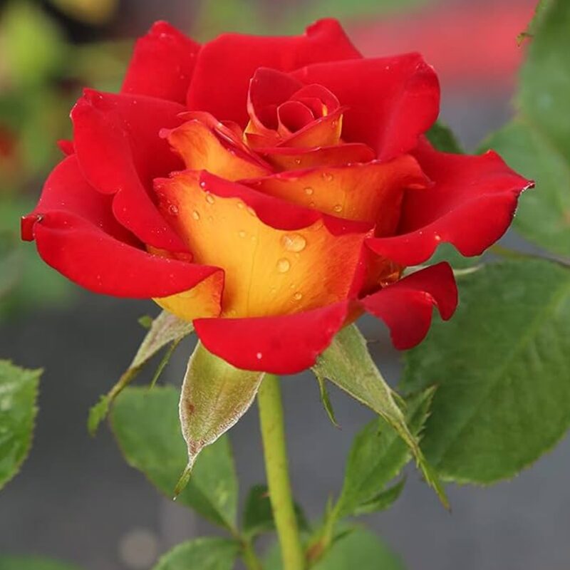 Royal Dane Rose Bush