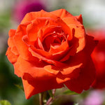 Sun Fire Rose Plant Live