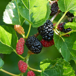 1 Dwarf Mulberry Tree Live Plant – Cold Hardy Everbearing Mulberry Bare Root for Fruit Harvesting