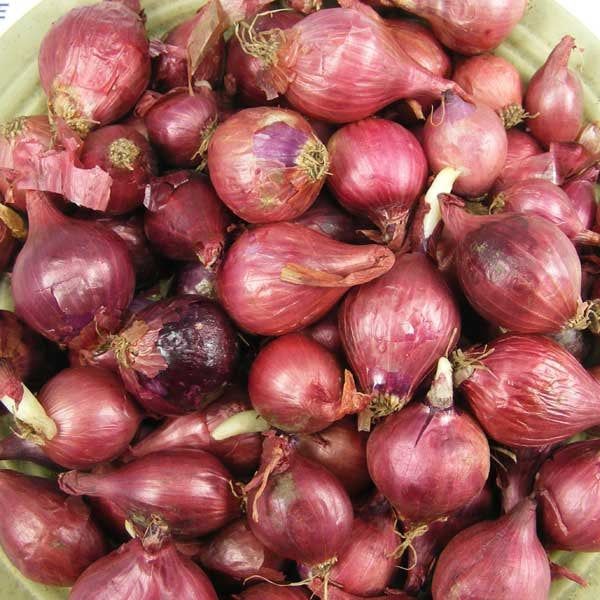 Red Onion Bulbs for Planting, 100 Bulbs, Bulbing Onion Seeds, Onion Bulbs For Planting, Onion Sets, Bulk Onion Sets