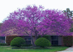 Set 4 Eastern Redbud Trees Live Plants Quart Pot, 10-15 Inc, Cercis Canadensis Red Bud Trees Live Plants Outdoor Fast Growing