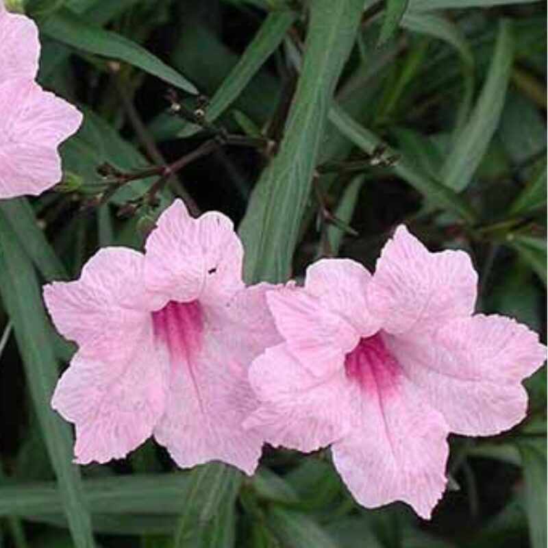 Mexican Petunia Plant