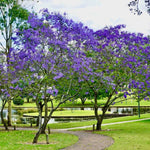Mini Jacaranda Mimosifolia Live Tree - 4" Pot