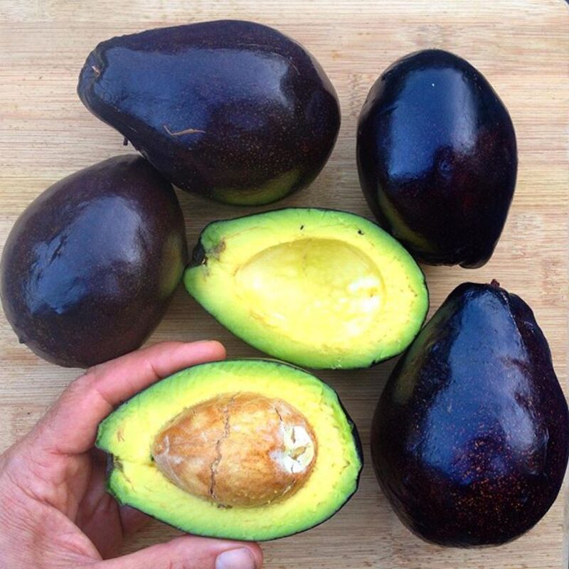 Live Hass Avocado Trees, Grafted Hass Avocado Plant Live Tree In Pot, 24 Inc To 36 Inc, No CA