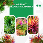 8 Red Tillandsia Air Plants Live - 2 to 3 Inc Tall