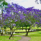 6 Blue Purple Jacaranda Mimosifolia Trees Live Plants Great for Bonsai - Zones 9-11