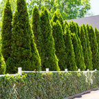 10 Leyland Cypress Trees Live Plants - Zone: 5-9