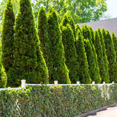 10 Leyland Cypress Trees Live Plants - Zone: 5-9