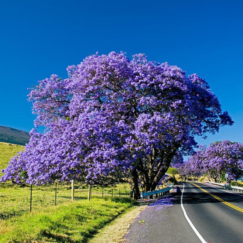 3 Blue Purple Jacaranda Mimosifolia Trees Live Plants - 8" Tall in 4" Pot Great for Bonsai - Zones 9-11
