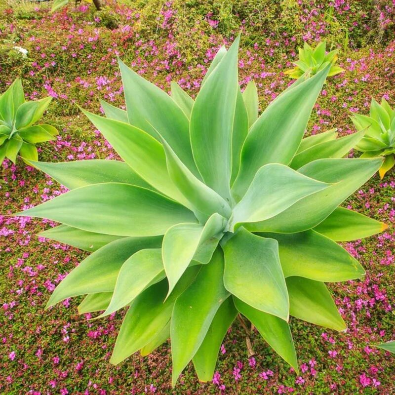 2 Green Fox Tail Agave Attenuata Plants for Sale - 4" Tall
