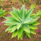2 Green Fox Tail Agave Attenuata Plants for Sale - 4" Tall