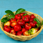 2 Barbados Cherry Trees Live Plants Acerola 1 Feet