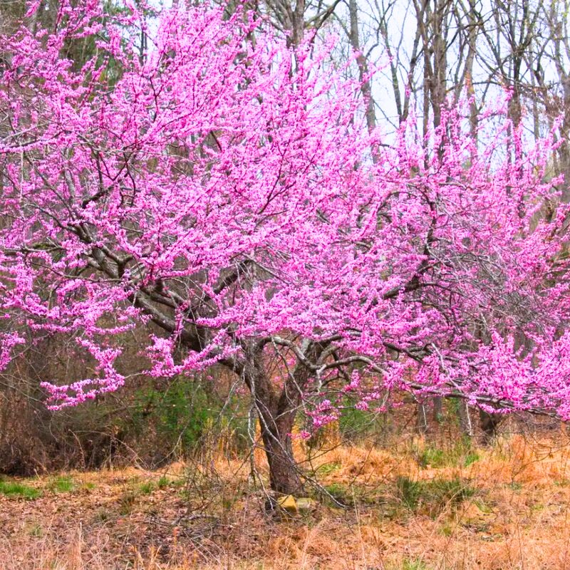 Set 2 Eastern Redbud Trees