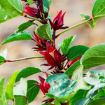 4 Sorrel Roselle Hibiscus Plants, Jamaica Red Roselle Hibiscus 4 Inc Pot