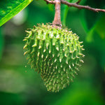 Annona Muricata Giant Soursop Tree 5-9 Inc Tall