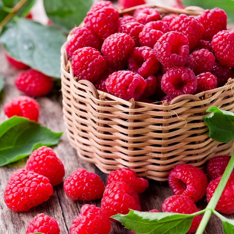 2 Caroline Red Raspberry Plants Live 4-8 Inch Height
