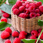 4 Caroline Red Raspberry Trees Plant 4-8 Inch Tall