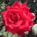 Red Rose Plant Live
