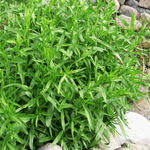 3 Tarragon Plants Live 4-8 Inch Height