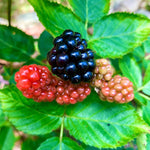 Navaho Blackberry Plants