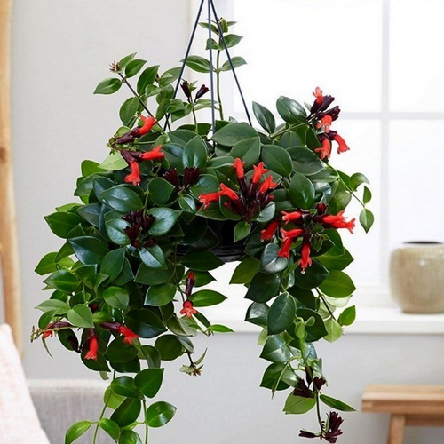 1 Red Lipstick Vine Plant Houseplant In 2" Pot