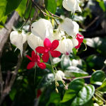 2 Clerodendrum White Bleeding Heart Live Plants 4-8 Inch Tall