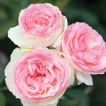 Eden Rose Pink Climbing Rose Plant