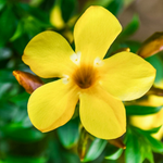 Yellow Allamanda Live Plant 4-6 Inc