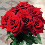 Camara Red Rose Plant Live