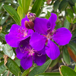 Purple Tibouchina Plant 3-5 Inc Tall