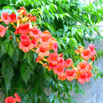 Trumpet Plant Live In 2.5 Inch Pot (Flamenco Red, Orange, Yellow, Red)
