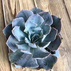 Echeveria Subsessilis Succulent Plants
