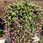 String Of Rubies Succulents Plants