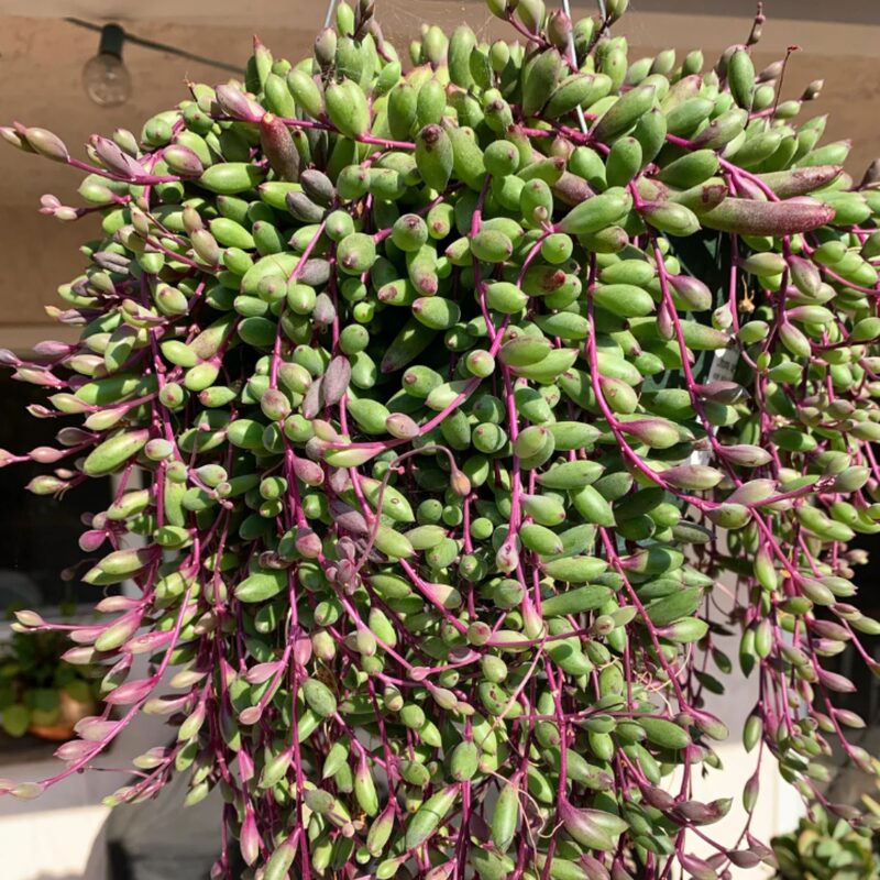 String Of Rubies Succulents Plants