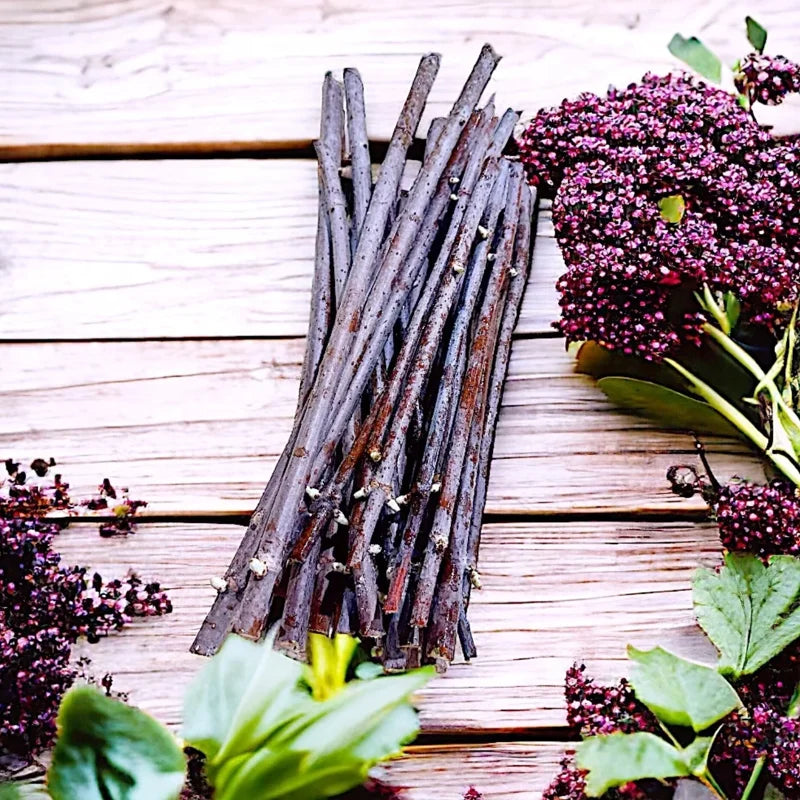 10 American Elderberry Cuttings – Live Black Elderberry Plants for Growing Fruiting Shrubs, Large Berry Clusters