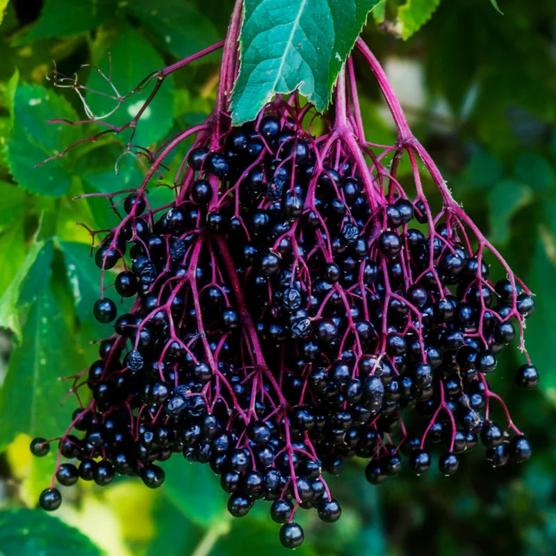 20 American Elderberry Cuttings Live – Black Elderberry Plants for Outdoor Shrub Growing and Fruit Production