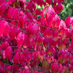 10 Burning Bush Shrub Live Plant Rooted, Dwarf Burning Bush Shrub Bare Roots, Burning Bush Bare Root Live From 5 Inches Tall