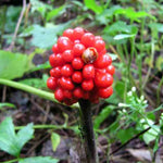 15 Jack in the Pulpit Plants Live Bare Roots – Hardy Perennial Wildflowers for Shady Outdoor Spaces