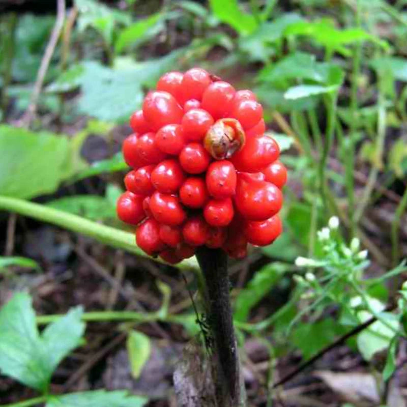 15 Jack in the Pulpit Plants Live Bare Roots – Hardy Perennial Wildflowers for Shady Outdoor Spaces